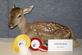 2008-bambi
